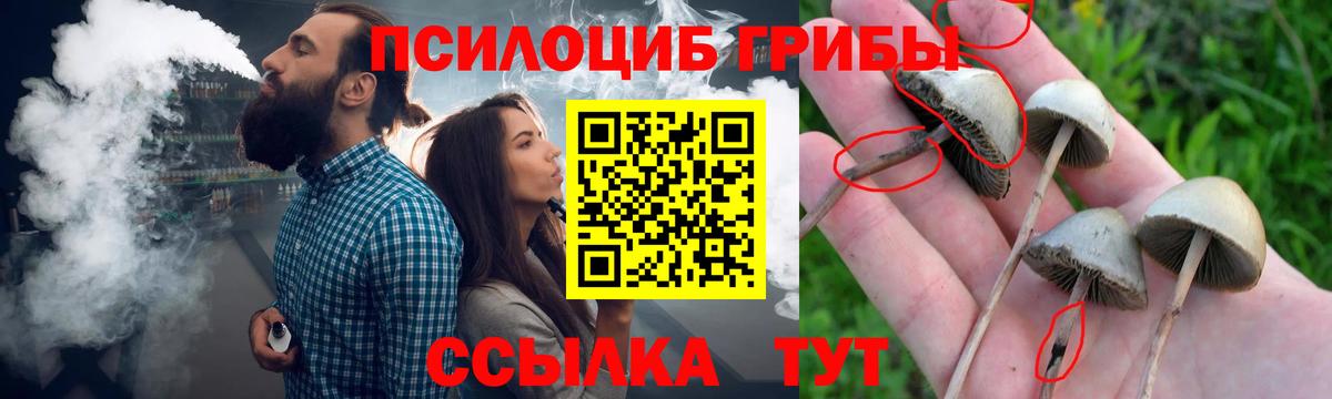 сколько стоит  Вход с VPN  Калач-на-Дону  Псилоцибиновые грибы Psilocybine cubensis 